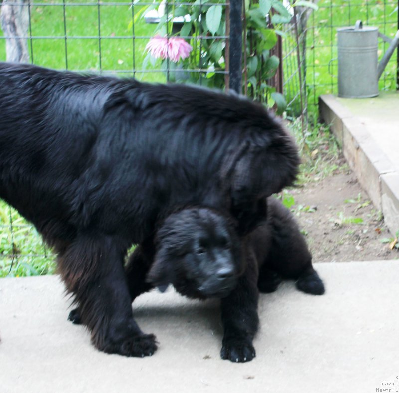 Фото: ньюфаундленд Braunblad MSK Jamal Amira (Браунблад МСК Жамал Амира), ньюфаундленд Mercedes Vialiki Miadzvedz (Мерседес Вялiкi Мядзведзь)