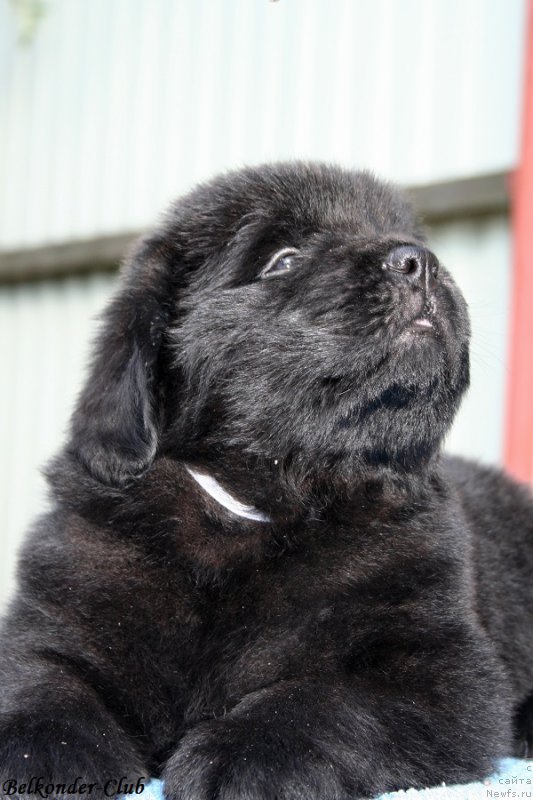 Фото: ньюфаундленд Belkonder-Club Burgundy Ice (Белкондер-Клаб Бургунди Айс)