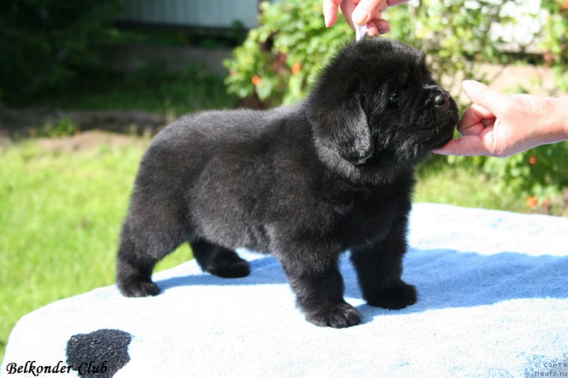 Фотография № 191120