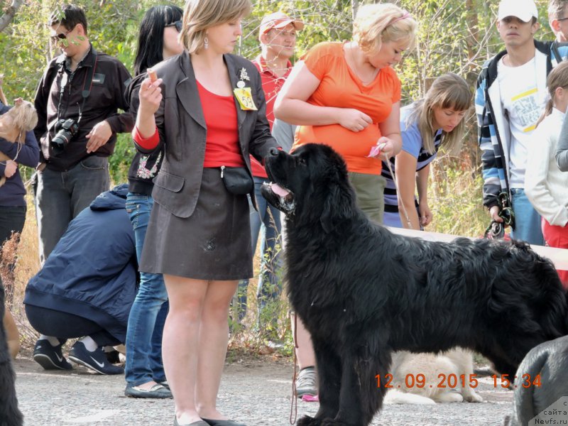 Фото: ньюфаундленд A'Portos s Berega Dona (А'Портос с Берега Дона)