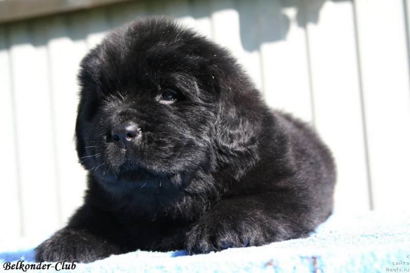 Фотография № 191126