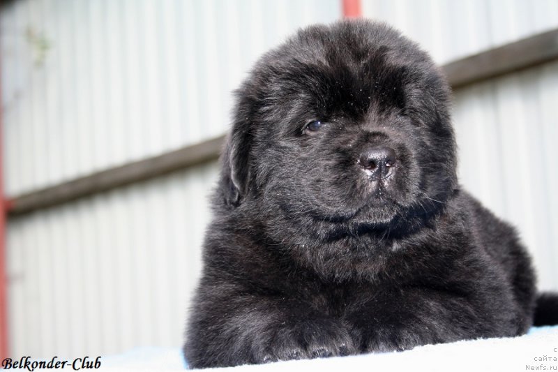 Фотография № 191127