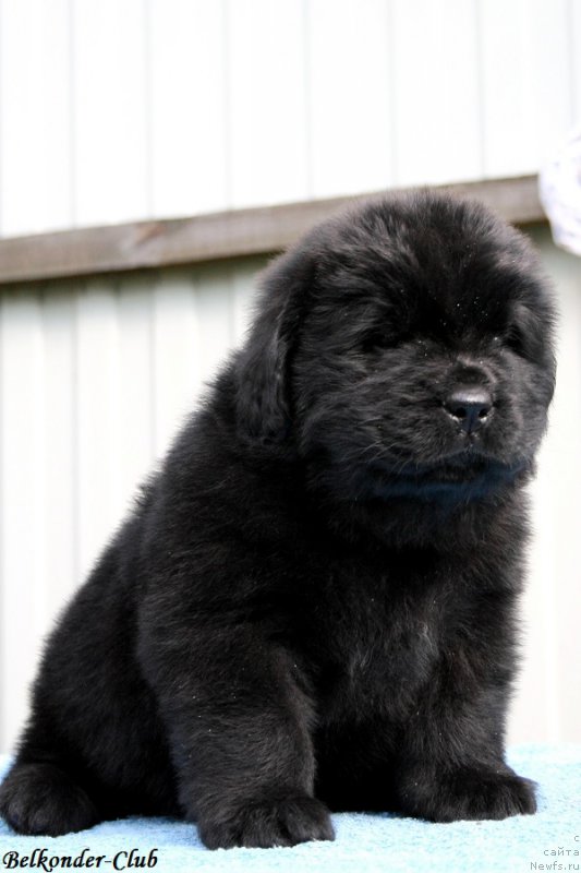 Фотография № 191129