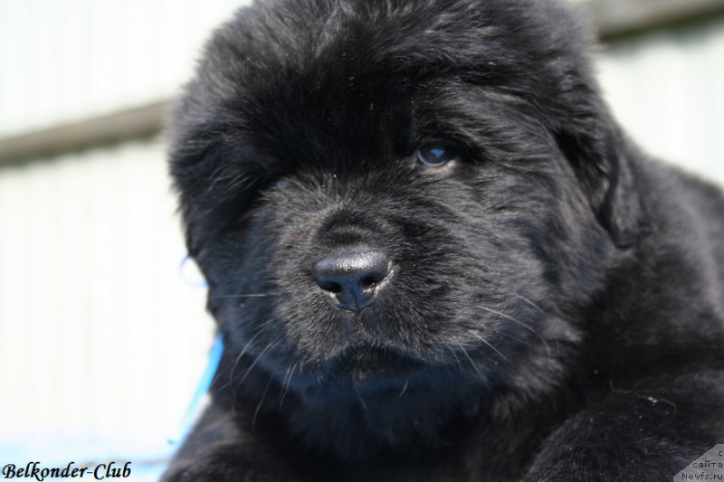 Фотография № 191140