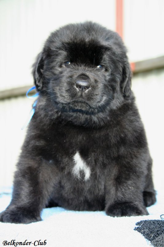 Фотография № 191143