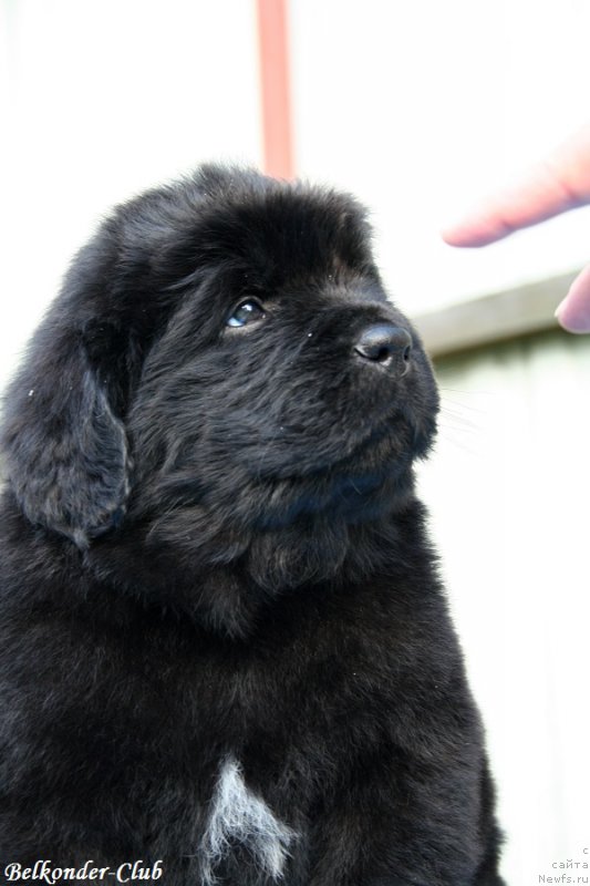 Фото: ньюфаундленд Belkonder-Club Black Baileys (Белкондер-Клаб Блэк Бейлиз)
