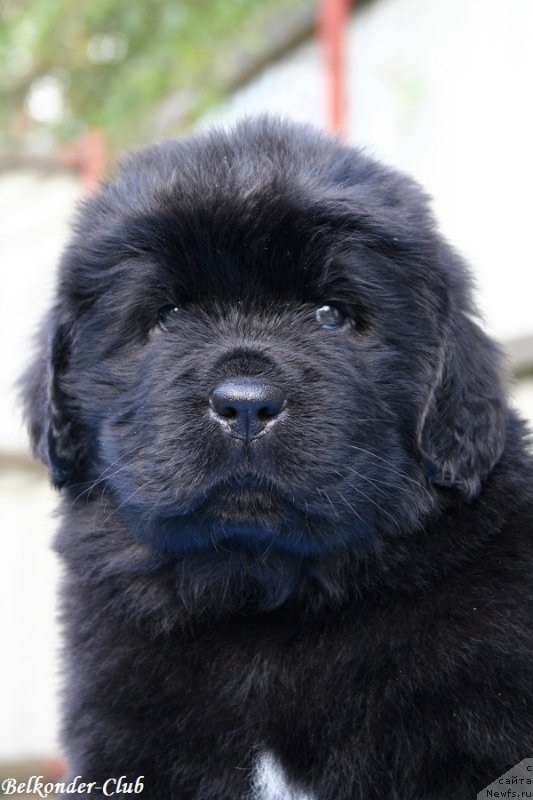 Фотография № 191146