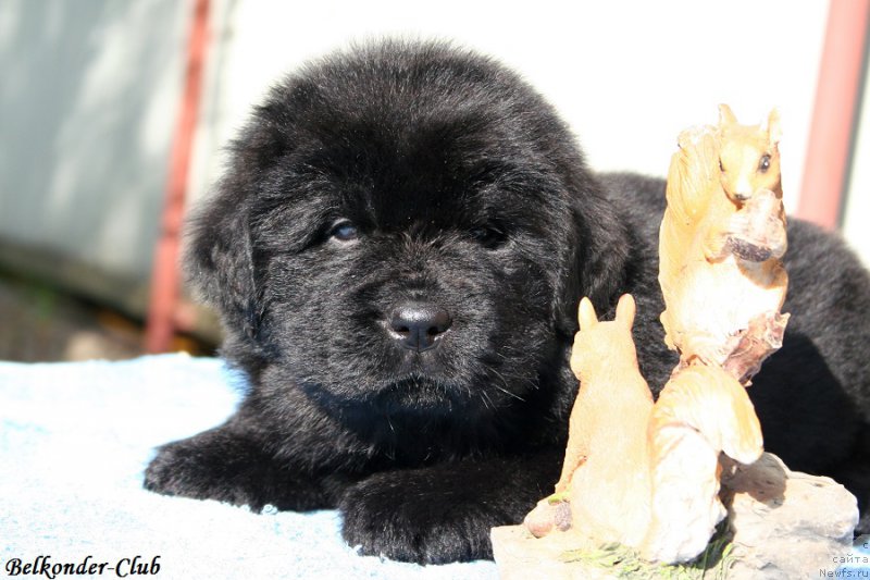 Фотография № 191156