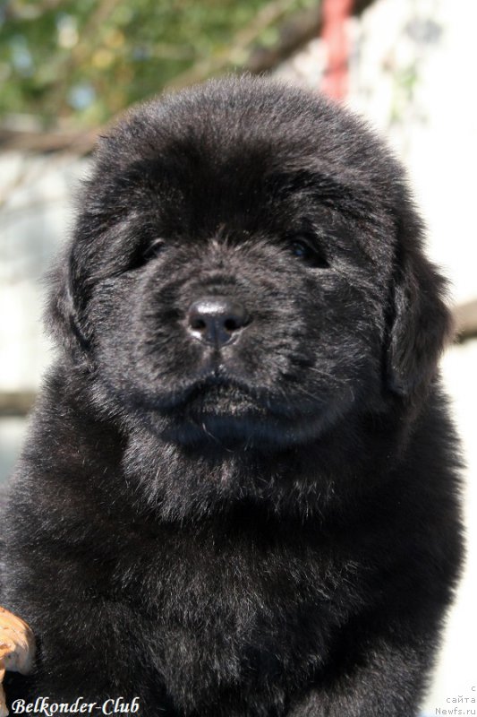 Фотография № 191159