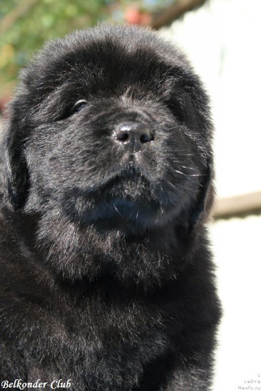 Фотография № 191160