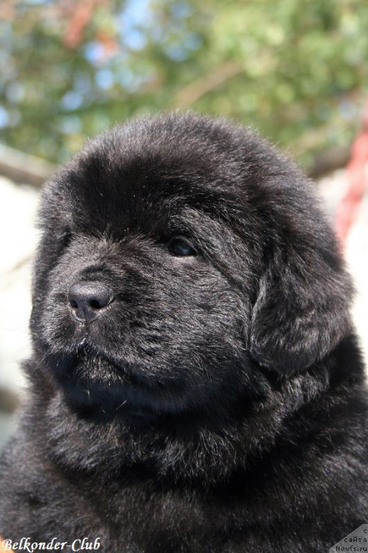 Фотография № 191162