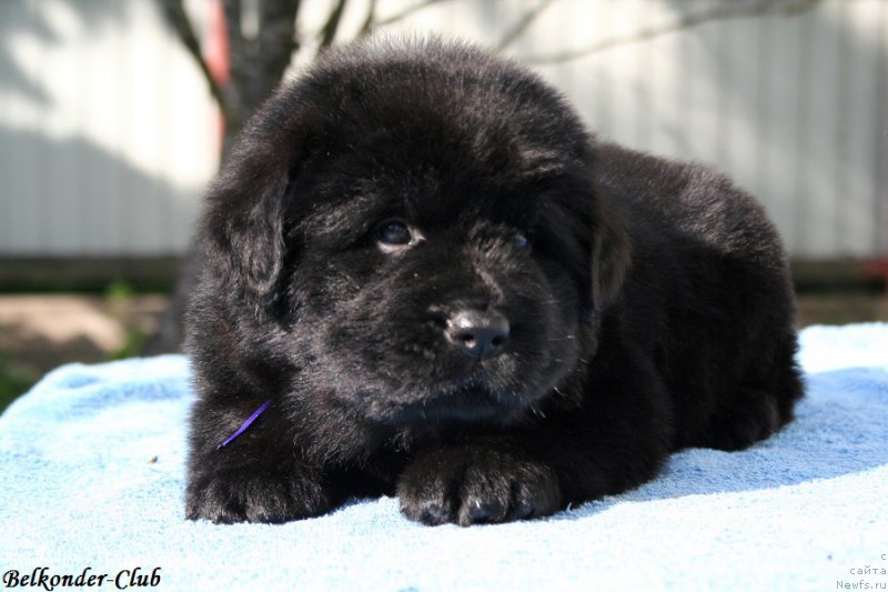 Фотография № 191164