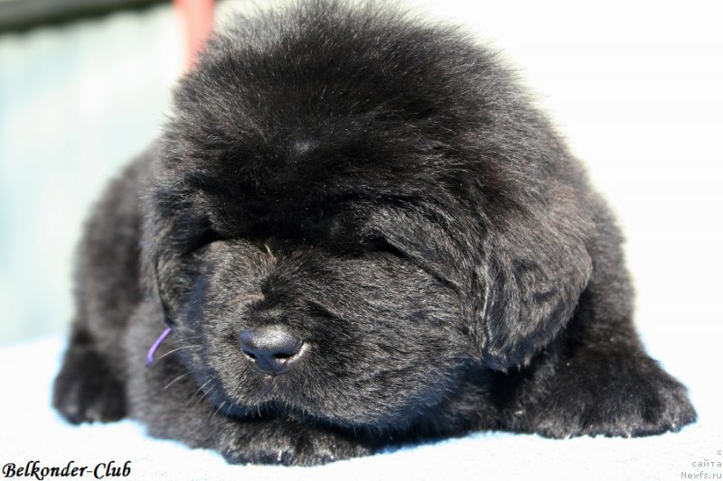 Фотография № 191166