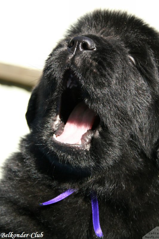 Фотография № 191169