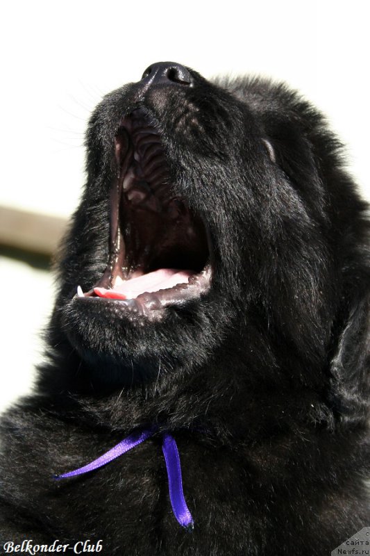 Фотография № 191170