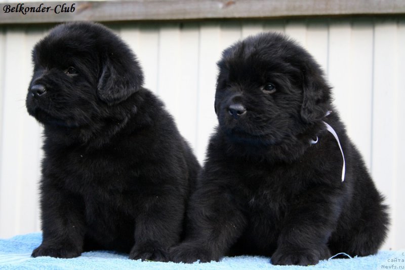 Фотография № 191177