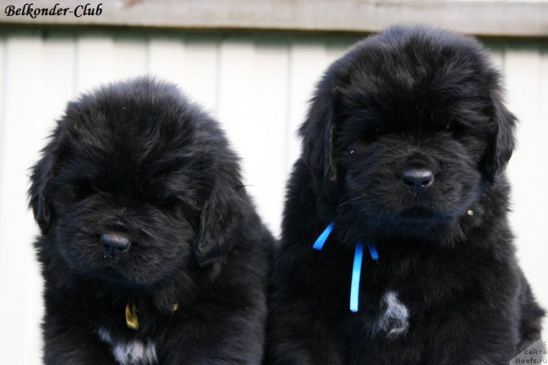 Фотография № 191178