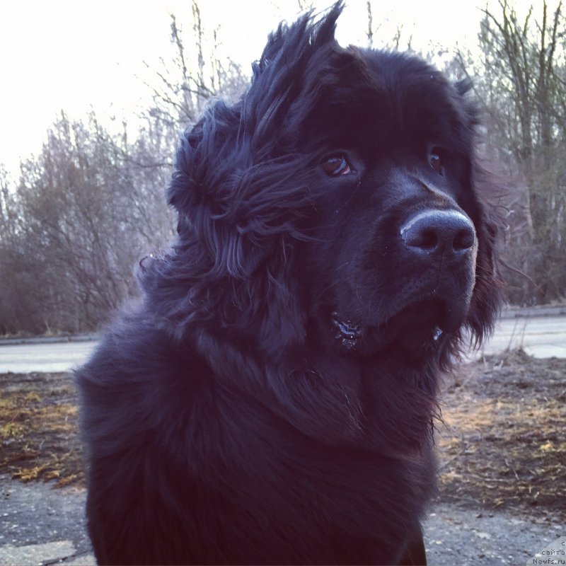 Фото: ньюфаундленд Bastiliya (Бастилия), YAna Voloshina (Яна Волошина)