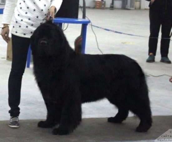 Фотография № 191185