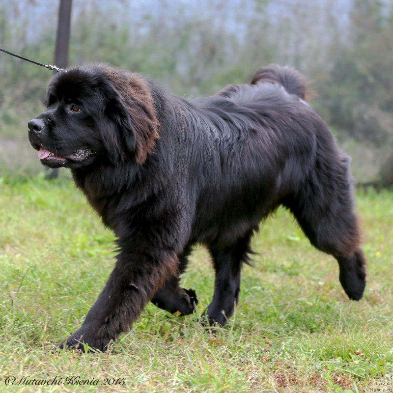 Фото: ньюфаундленд Vpered Zovuschaya s Berega Dona (Вперед Зовущая с Берега Дона)