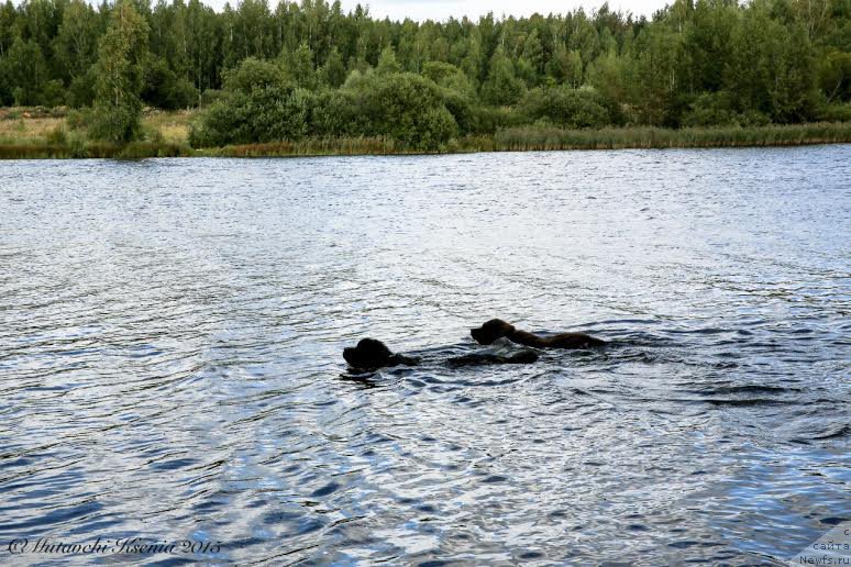 Фото: ньюфаундленд Vpered Zovuschaya s Berega Dona (Вперед Зовущая с Берега Дона), ньюфаундленд Don s Berega Dona (Дон с Берега Дона)
