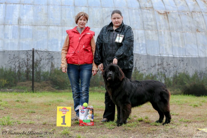 Фото: ньюфаундленд Vpered Zovuschaya s Berega Dona (Вперед Зовущая с Берега Дона)