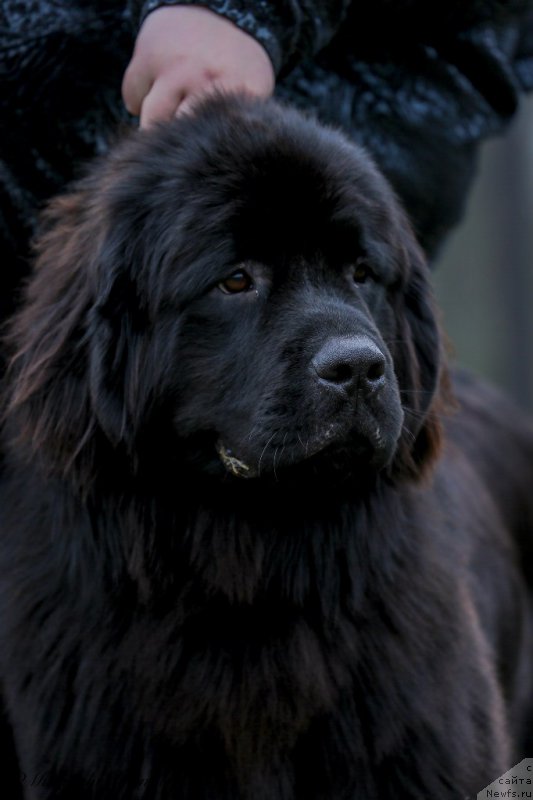 Фото: ньюфаундленд Vpered Zovuschaya s Berega Dona (Вперед Зовущая с Берега Дона)