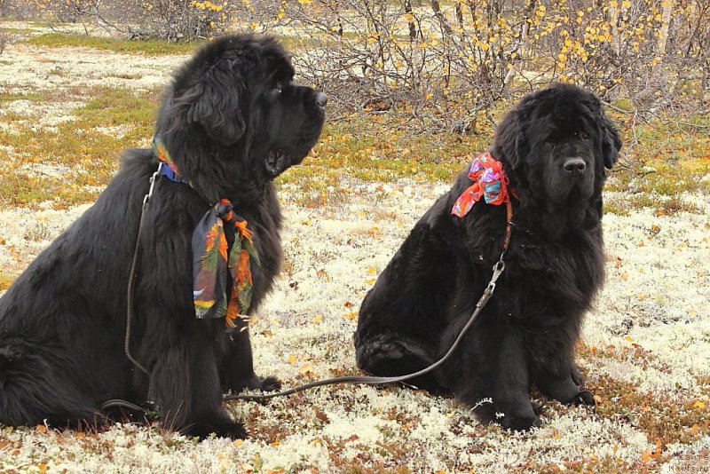 Фото: ньюфаундленд King of Helluland You Shock Me, ньюфаундленд Fortuna of Giant's Island