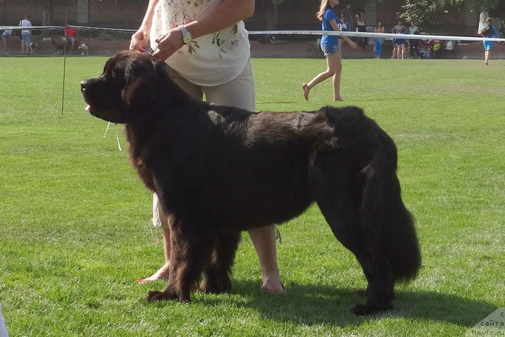 Фото: ньюфаундленд Yalianna s Berega Dona (Ялианна с Берега Дона)