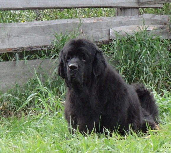 Фото: ньюфаундленд Efrosin'ya iz Carstva Medvedey (Ефросинья из Царства Медведей)