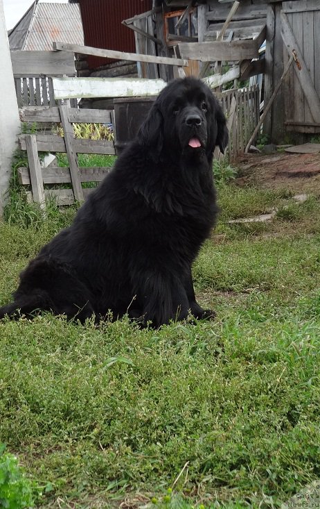 Фото: ньюфаундленд Efrosin'ya iz Carstva Medvedey (Ефросинья из Царства Медведей)