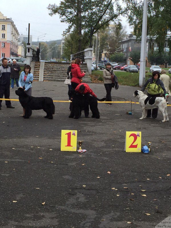 Фото: ньюфаундленд Ih Visochestvo Viola Zhanmonika (Их Высочество Виола Жанмоника), Lyudmila Kudryavceva (Людмила Кудрявцева)