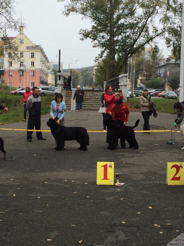 Фото: ньюфаундленд Ih Visochestvo Viola Zhanmonika (Их Высочество Виола Жанмоника), Lyudmila Kudryavceva (Людмила Кудрявцева)