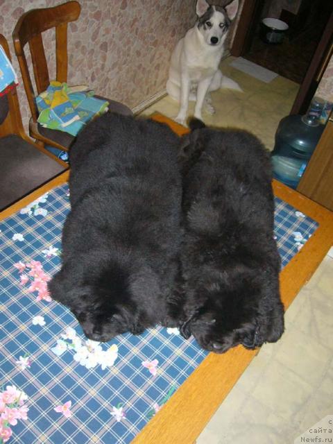 Фото: ньюфаундленд Super Bizon Akademik Allen (Супер Бизон Академик Аллен), ньюфаундленд Super Bizon Antaliya (Супер Бизон Анталия)