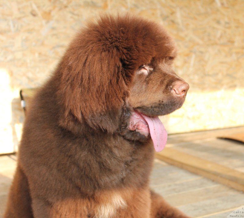 Фото: ньюфаундленд Hit SHeliko Golden CHerri Braun (Хит Шелико Голден Черри Браун)