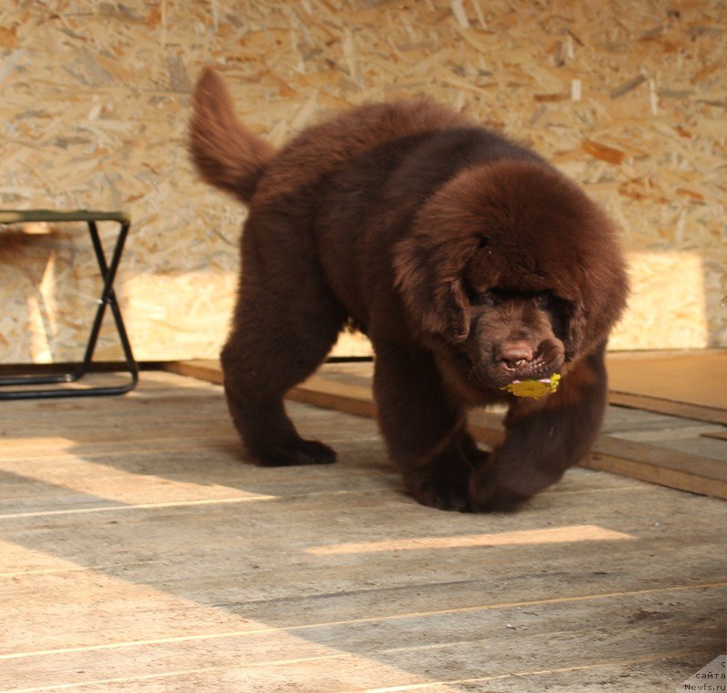 Фото: ньюфаундленд Hit SHeliko Golden CHerri Braun (Хит Шелико Голден Черри Браун)