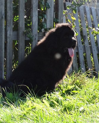 Фото: ньюфаундленд Kiper Soul Smayli dlya N'yufort (Кипер Соул Смайли для Ньюфорт)