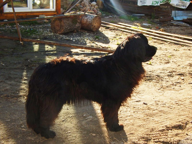 Фото: ньюфаундленд Liviya (Ливия)