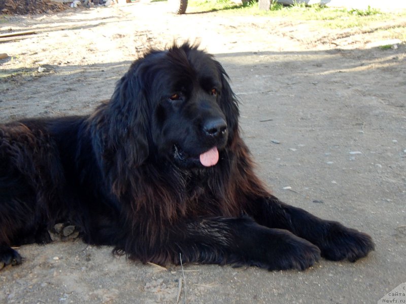 Фото: ньюфаундленд Liviya (Ливия)