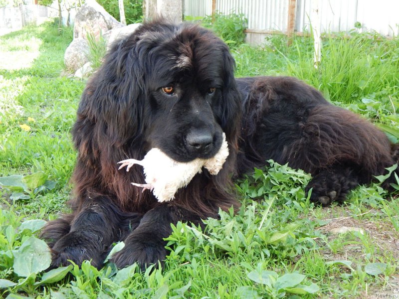 Фото: ньюфаундленд Liviya (Ливия)
