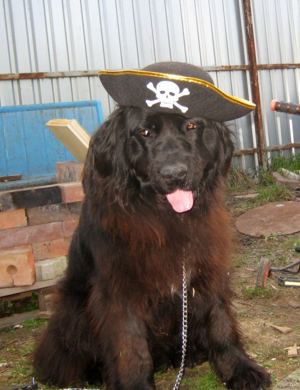 Фото: ньюфаундленд Liviya (Ливия)