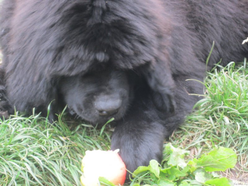 Фото: Natal'ya Smazchikova (Наталья Смазчикова)