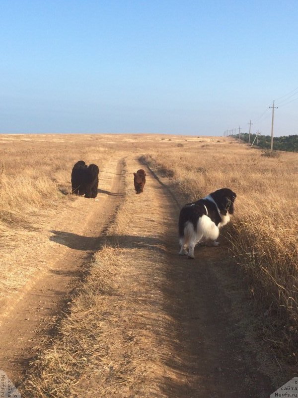 Фотография № 191252