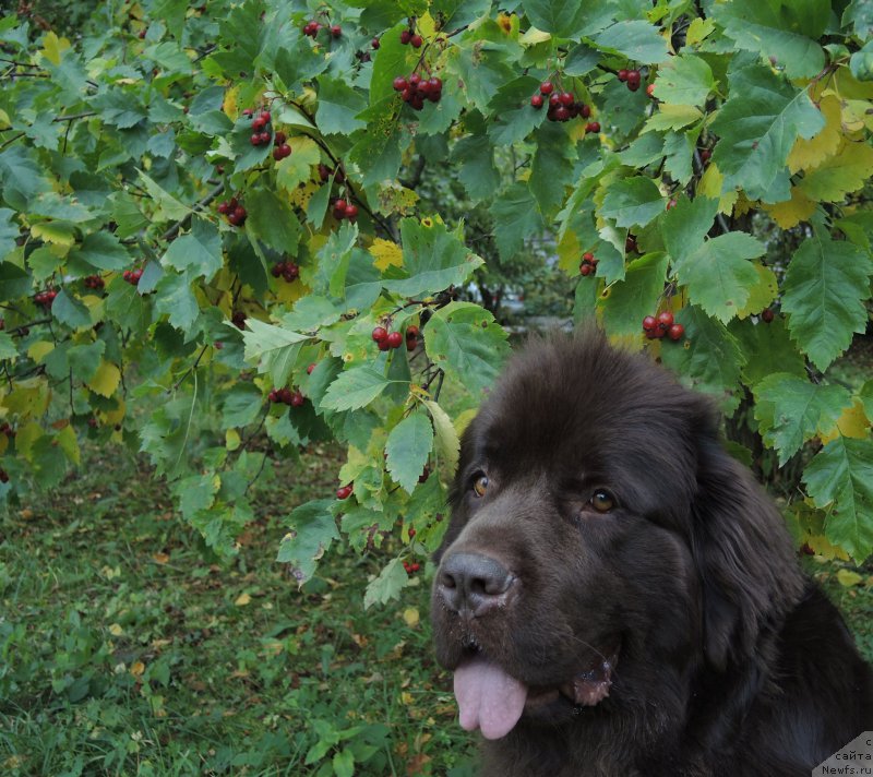 Фото: ньюфаундленд Aquatoriya Kelvin Heather Honey (Акватория Келвин Хизер Хани)