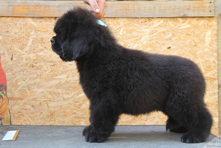 Фото: ньюфаундленд Zhorzh s Berega Dona (Жорж с Берега Дона)