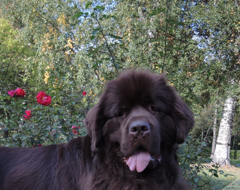 Фото: ньюфаундленд Aquatoriya Kelvin Heather Honey (Акватория Келвин Хизер Хани)