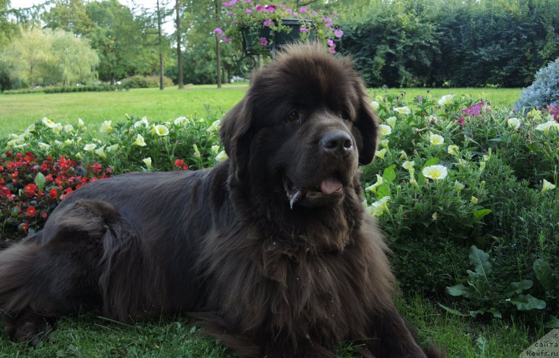 Фото: ньюфаундленд Aquatoriya Kelvin Heather Honey (Акватория Келвин Хизер Хани)