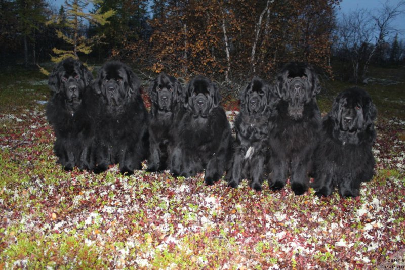 Фото: ньюфаундленд Gloriya Grand Blek (Глория Гранд Блек), ньюфаундленд Beguschaya po Volnam Zero Kool (Бегущая по Волнам Зеро Коол), ньюфаундленд Anabelle Kvin of zye Mountayns (Анабелле Квин оф зэ Моунтайнс), ньюфаундленд YAntarnaya Mechta (Янтарная Мечта), ньюфаундленд Neretum Tribe Xagrid, ньюфаундленд King of Helluland You Shock Me, ньюфаундленд Fortuna of Giant's Island