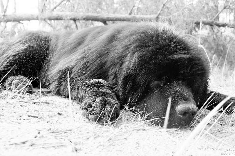 Фото: ньюфаундленд Akvatoriya Kelvin YU Myeyk May Drim (Акватория Келвин Ю Мэйк Май Дрим)