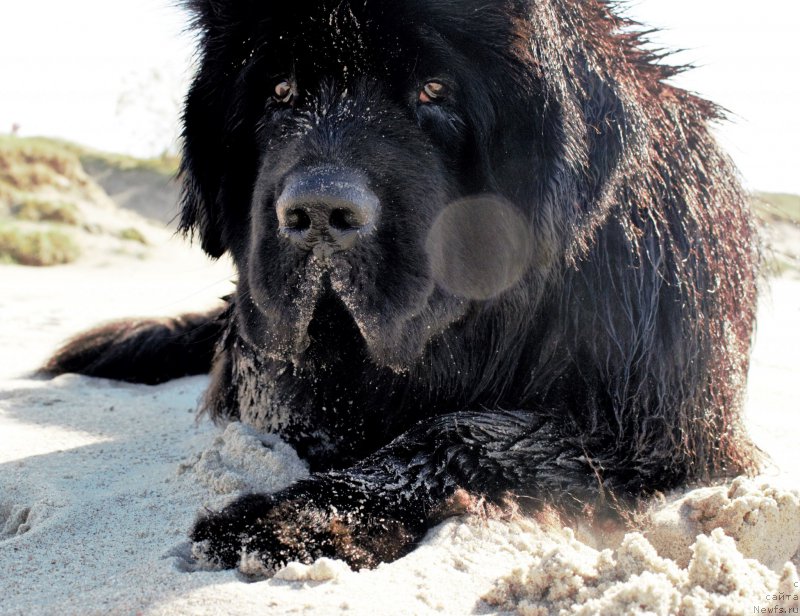 Фото: ньюфаундленд Akvatoriya Kelvin YU Myeyk May Drim (Акватория Келвин Ю Мэйк Май Дрим)